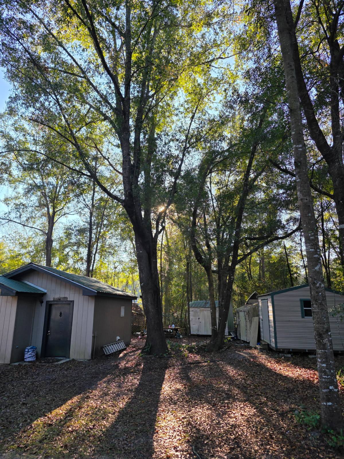 Before: shaded backyard crowded with overgrown trees between sheds