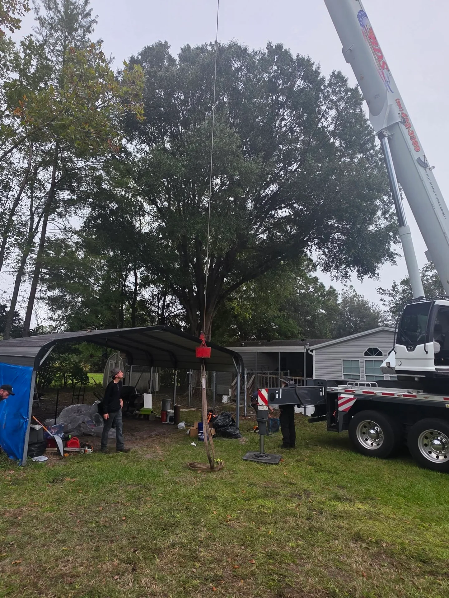 Before: large oak being rigged for crane removal beside a mobile home