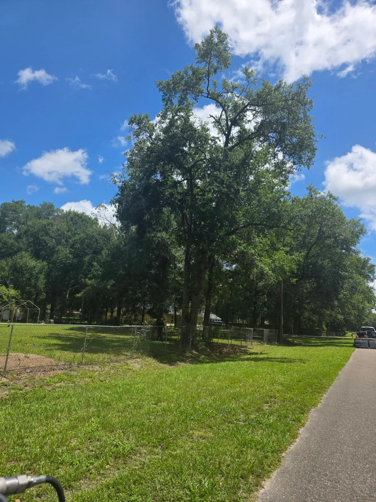 Before: massive roadside oak towering over the property line