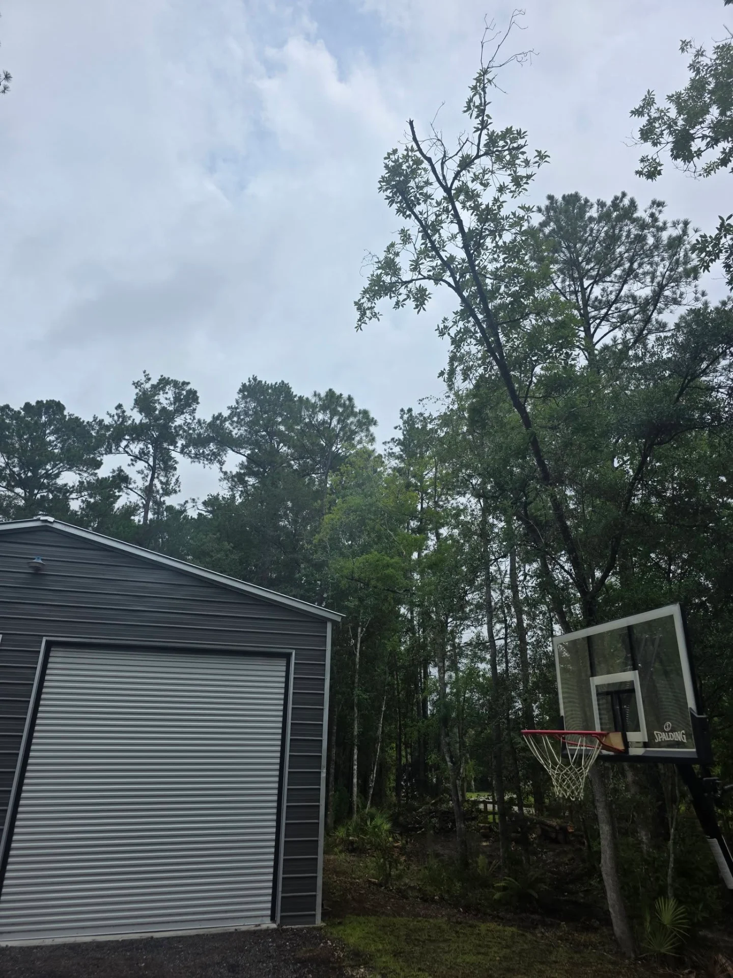 Hazardous leaning tree assessment near a backyard structure