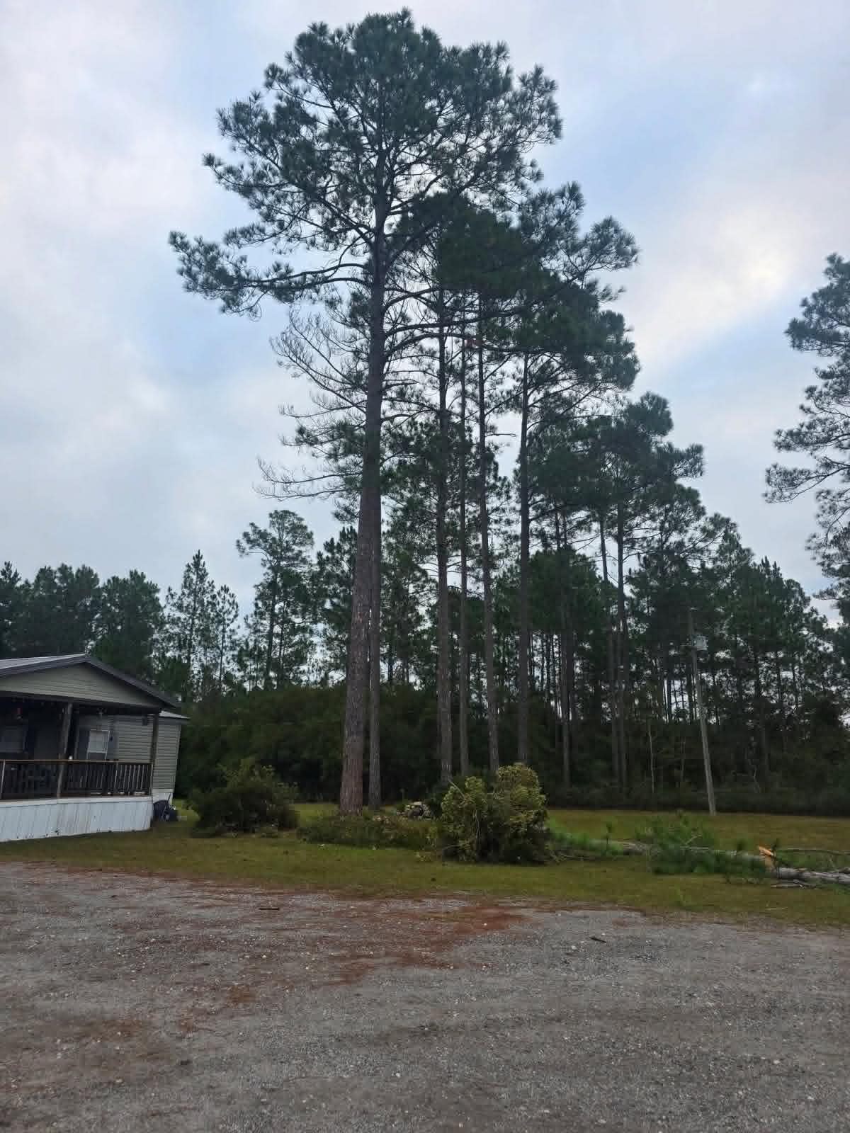 Towering pine evaluated for removal next to a rural home