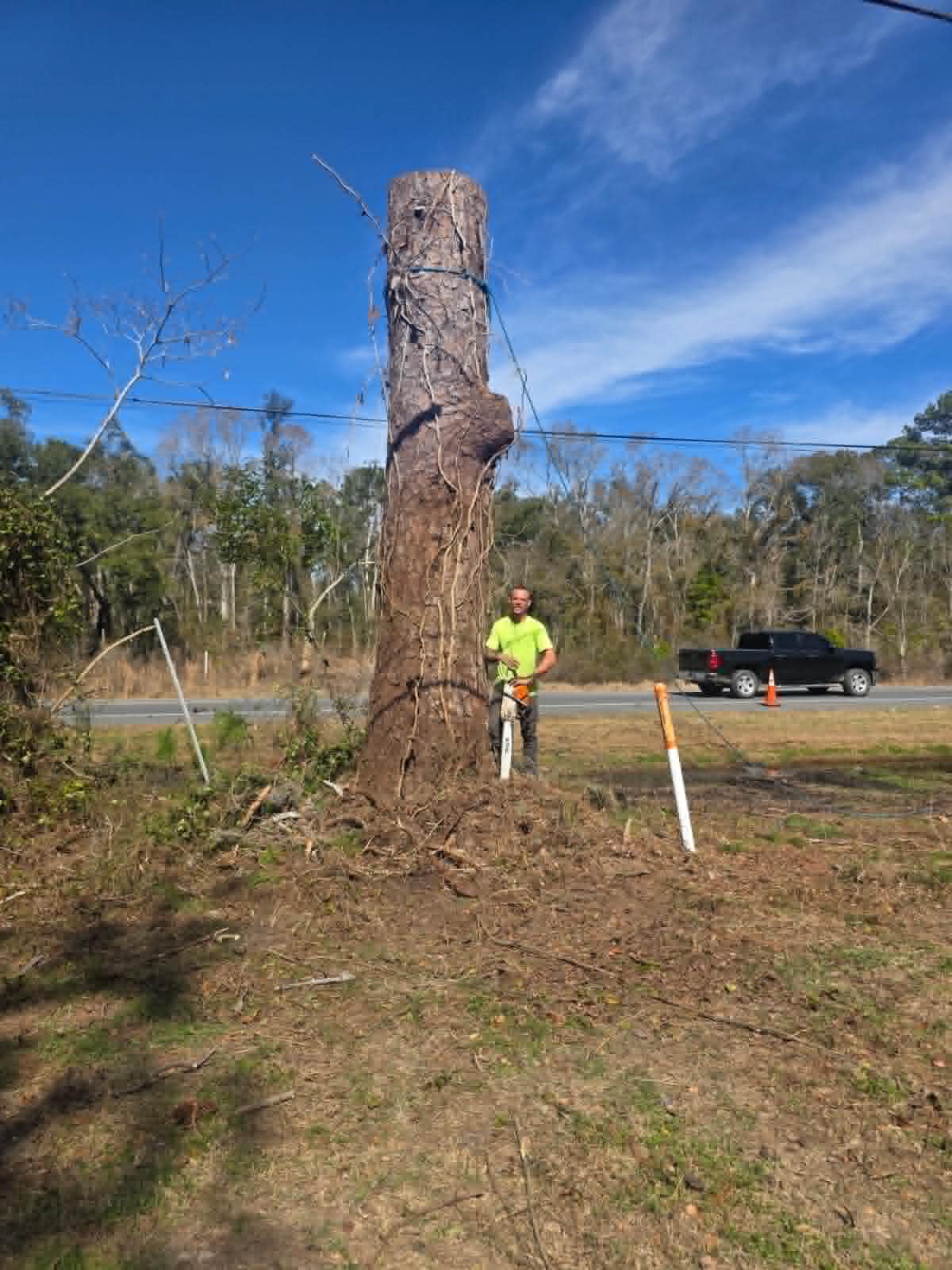 Large dead tree cut down to the trunk along a busy roadway