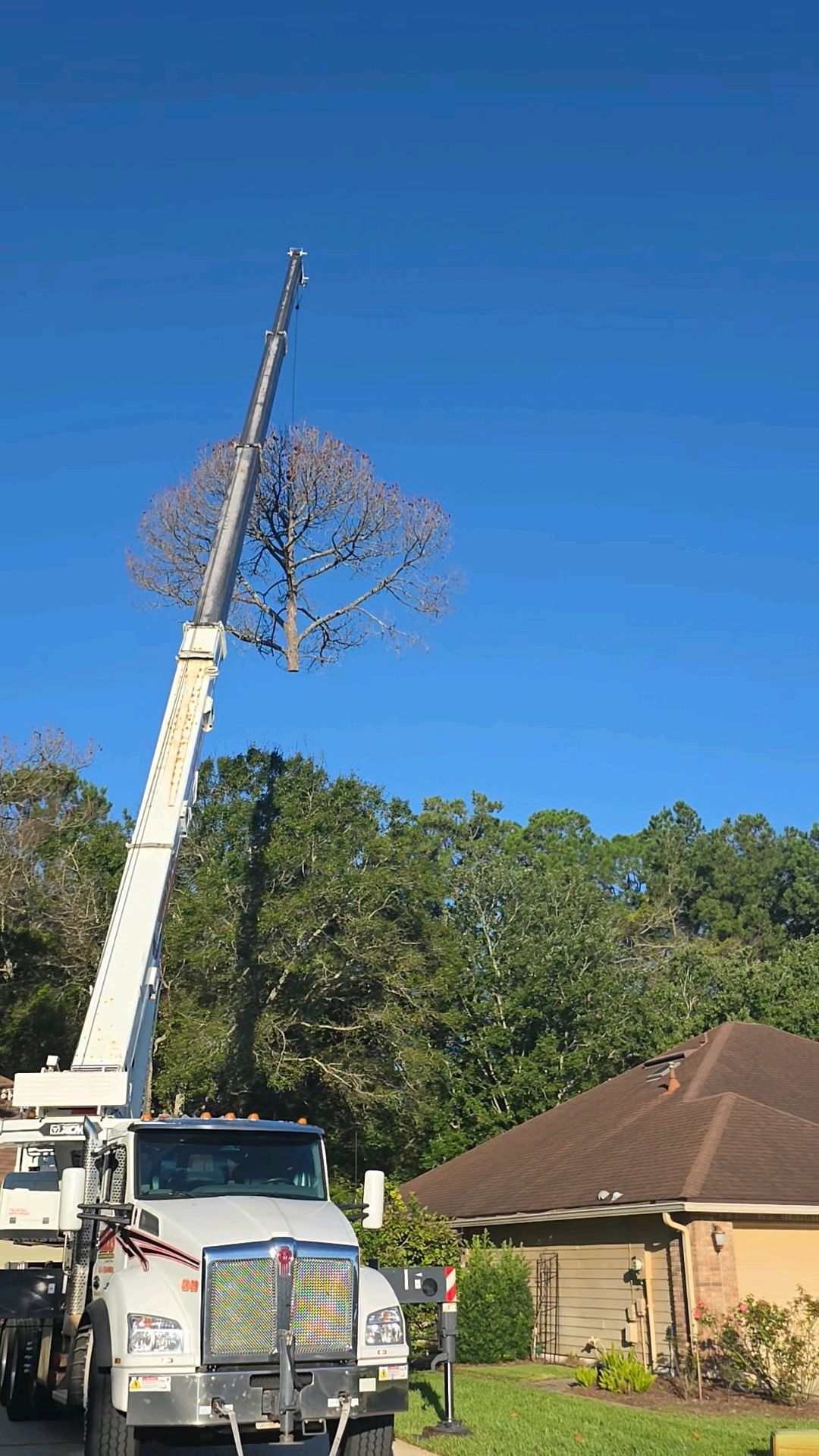 Crane airlifting a dead tree top out over a residential rooftop