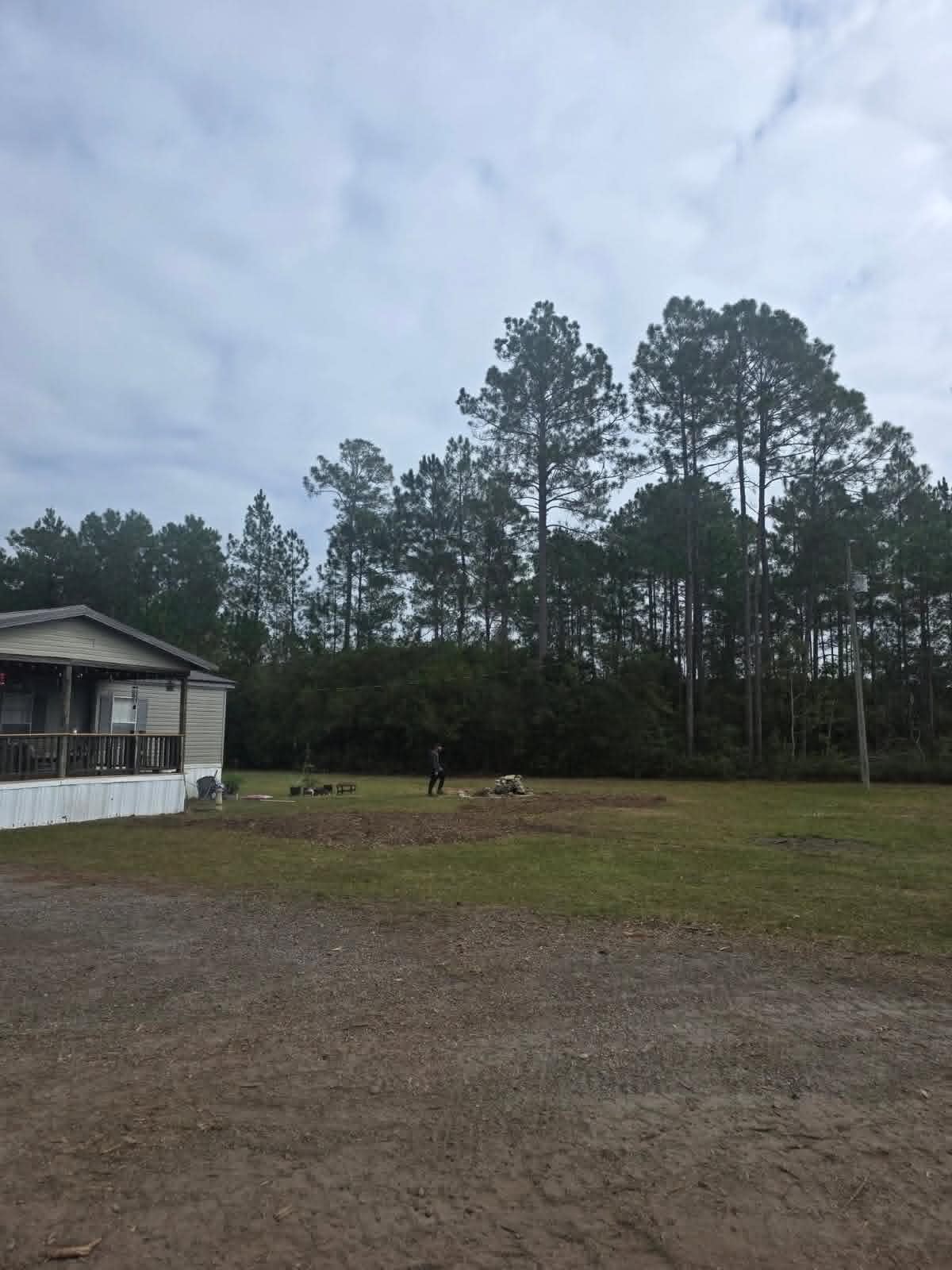 Backyard cleared after removing a stand of tall pines