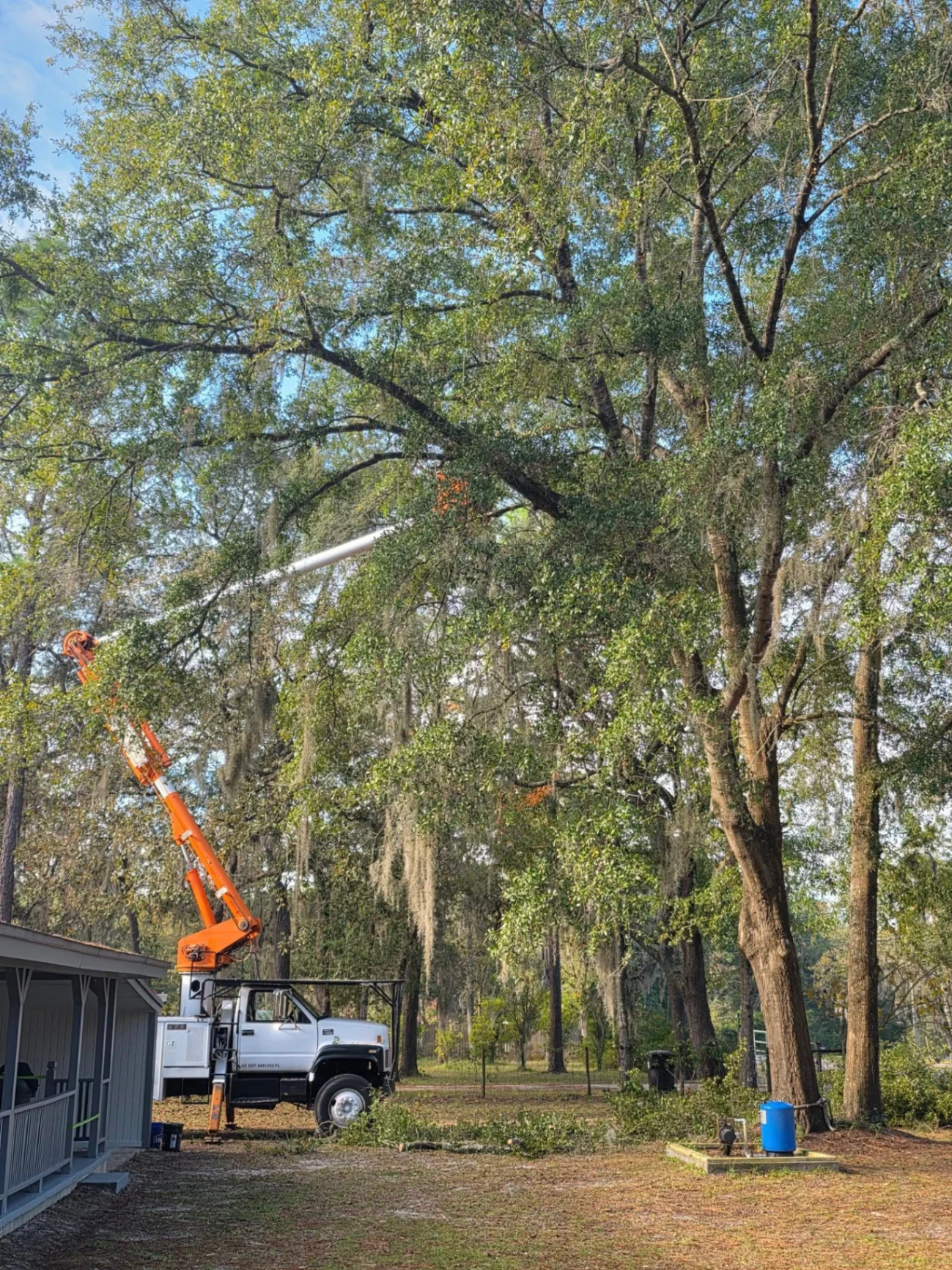 Bucket truck working high in a sprawling oak canopy