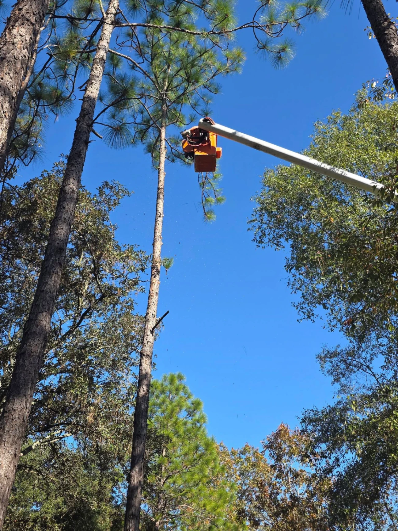 Aerial bucket trimming the top of a tall pine against blue sky