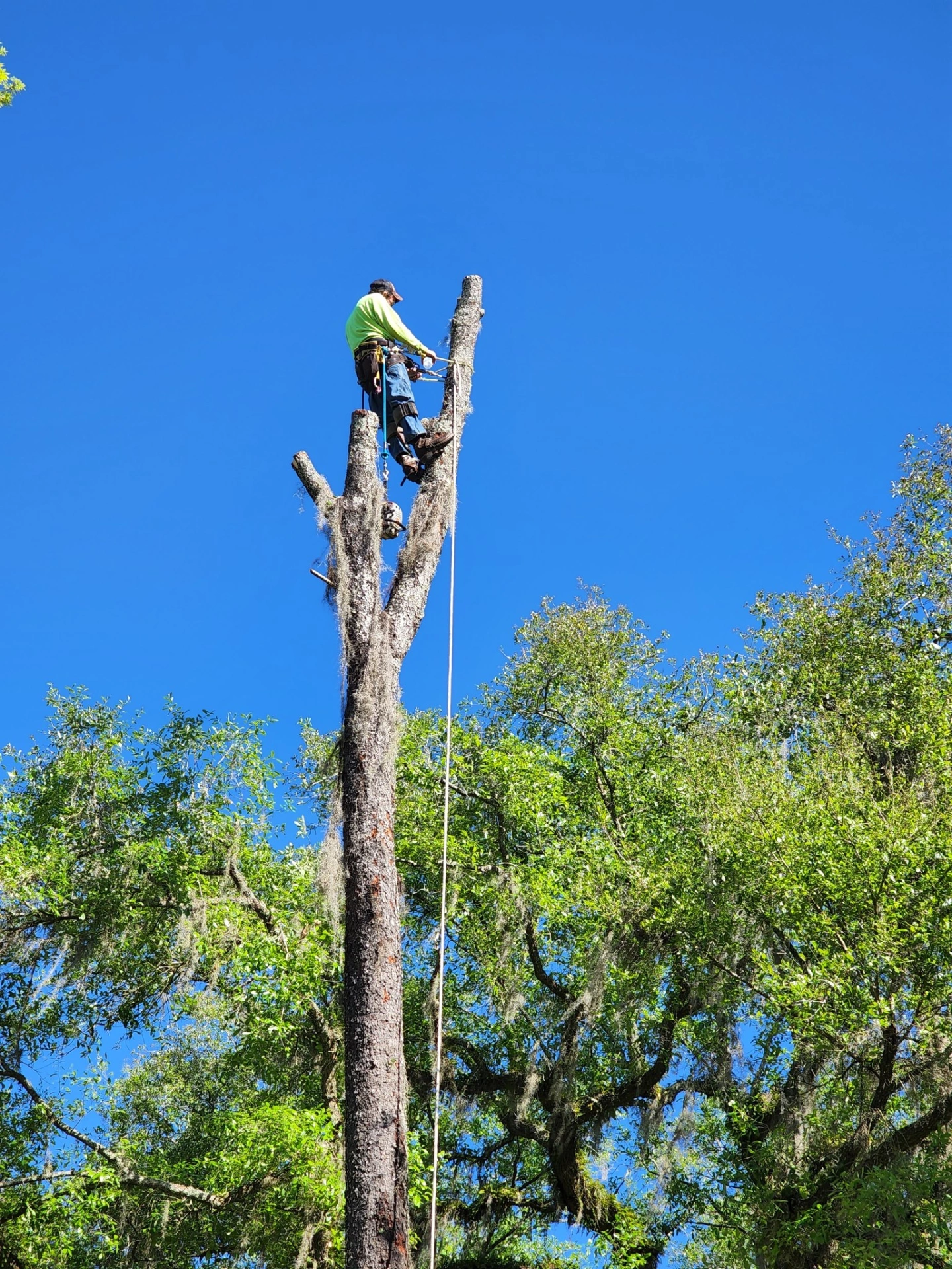 Climber high in an oak performing a technical removal